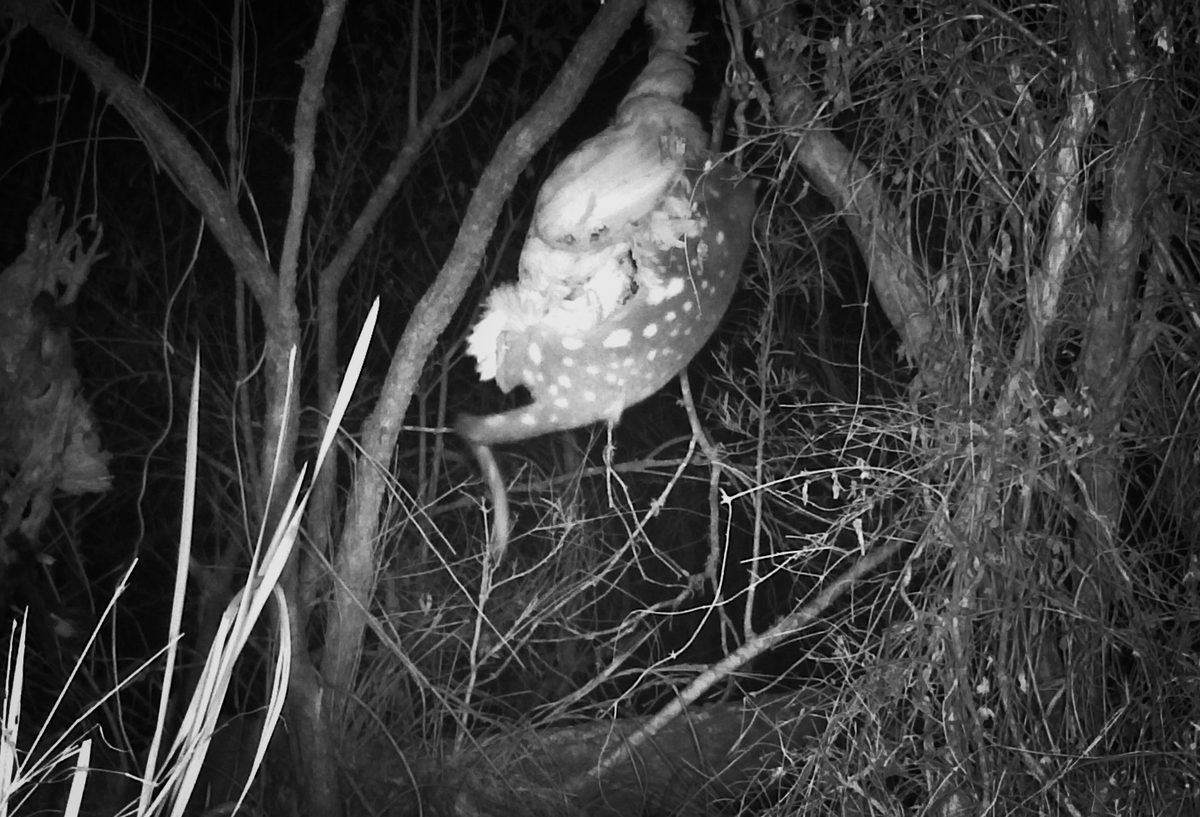 {{brizy_dc_image_alt imageSrc=