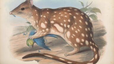 Spot-tailed Quoll